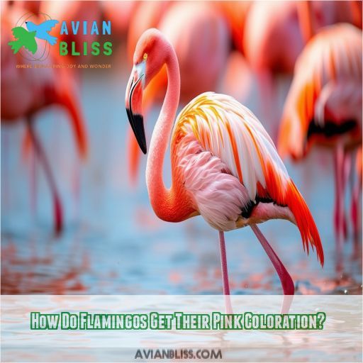 How Do Flamingos Get Their Pink Coloration