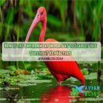 how is the environment important to the scarlet ibis survival