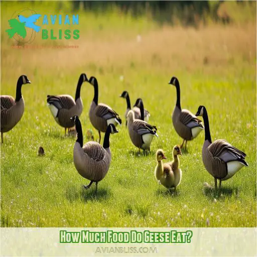 What Do Geese Eat? A Comprehensive Guide to Feeding Our Feathered Friends