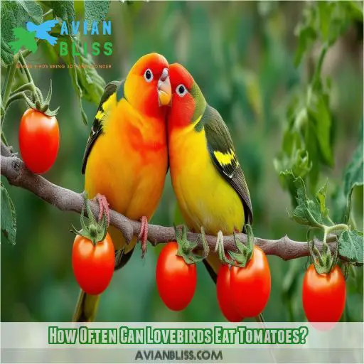 How Often Can Lovebirds Eat Tomatoes