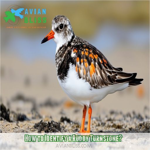 How to Identify a Ruddy Turnstone