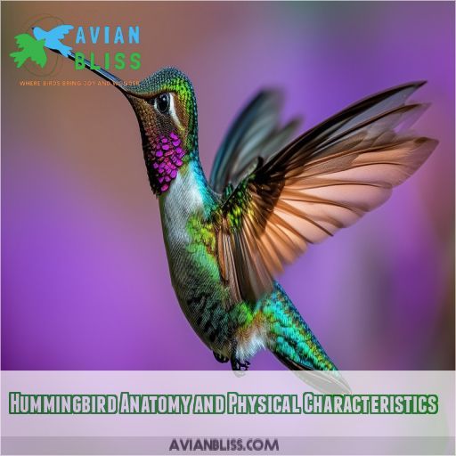 Hummingbird Anatomy and Physical Characteristics