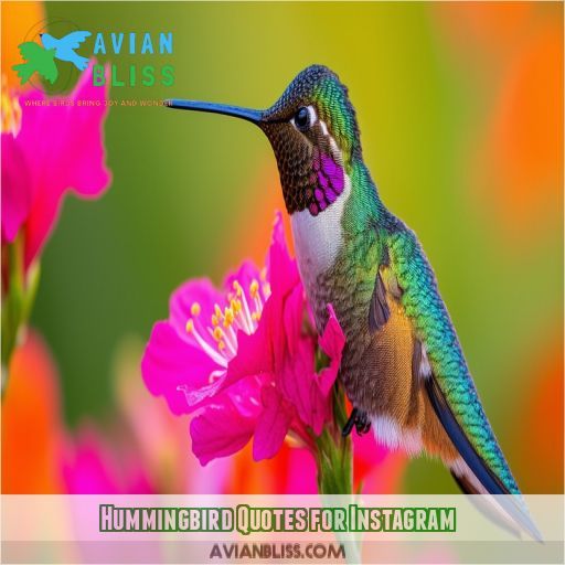 Hummingbird Quotes for Instagram