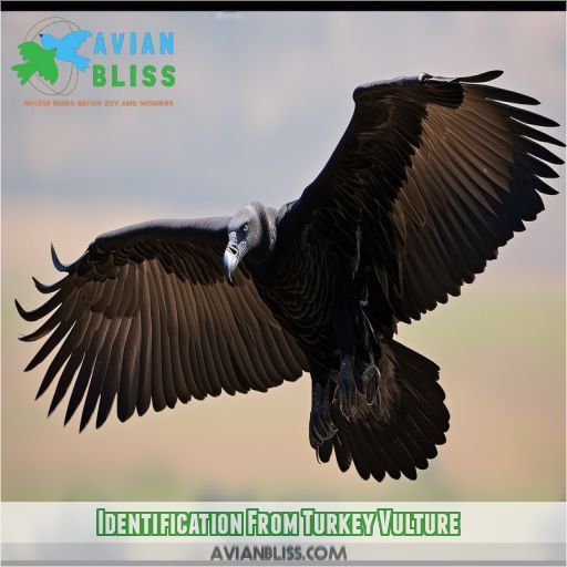 Identification From Turkey Vulture