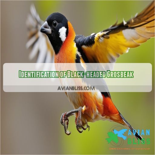 Identification of Black-headed Grosbeak