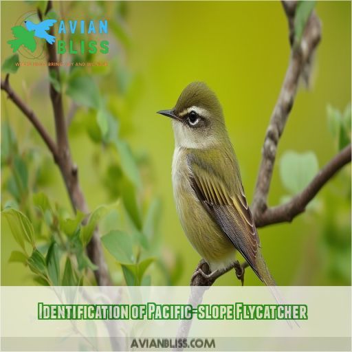 Identification of Pacific-slope Flycatcher