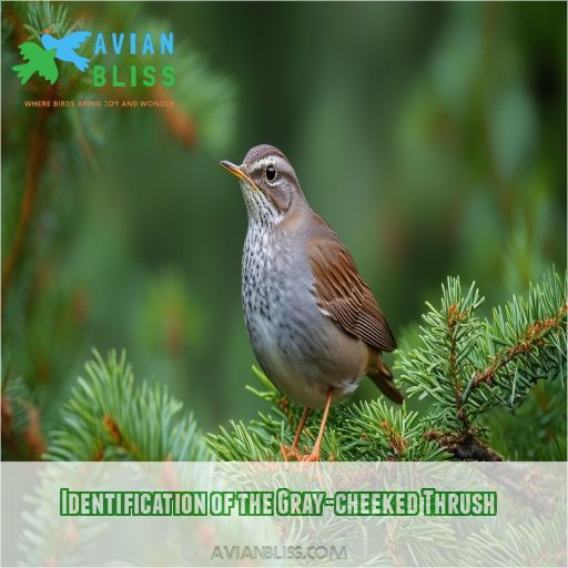 Identification of the Gray-cheeked Thrush