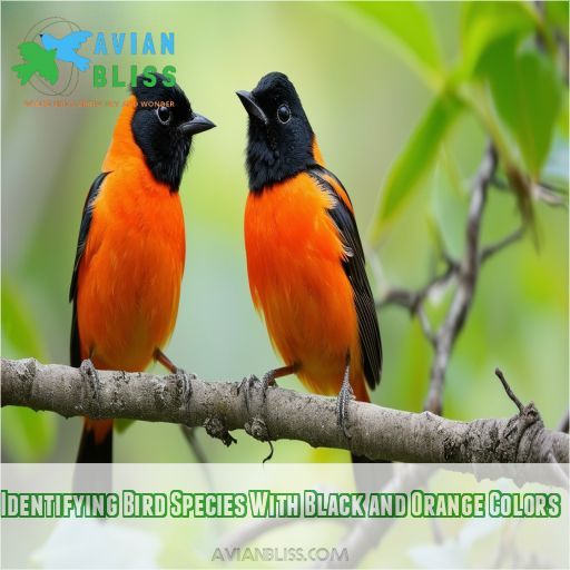 Identifying Bird Species With Black and Orange Colors