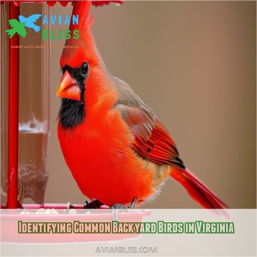 Identifying Common Backyard Birds in Virginia