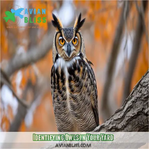 Identifying Owls in Your Yard