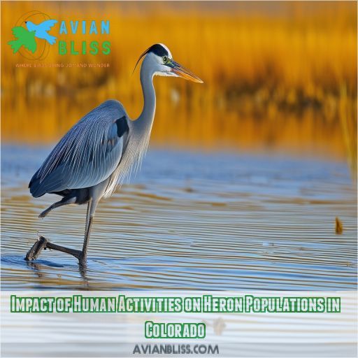 Impact of Human Activities on Heron Populations in Colorado