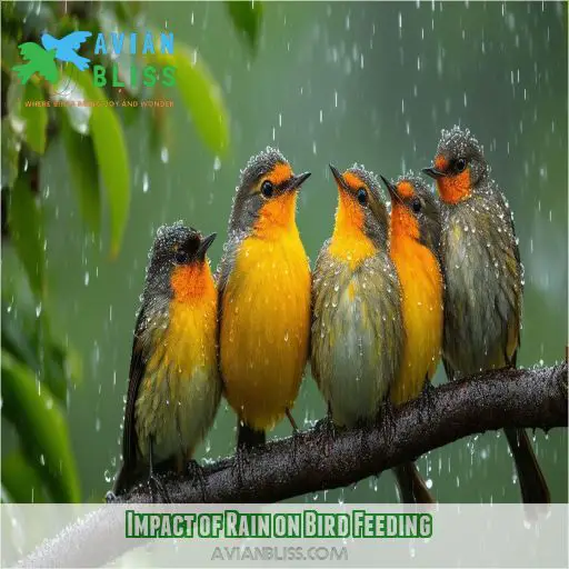 Impact of Rain on Bird Feeding