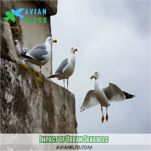 Impact of Urban Seagulls