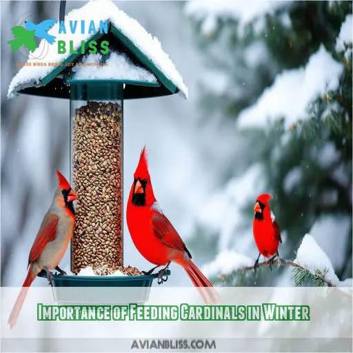 Importance of Feeding Cardinals in Winter