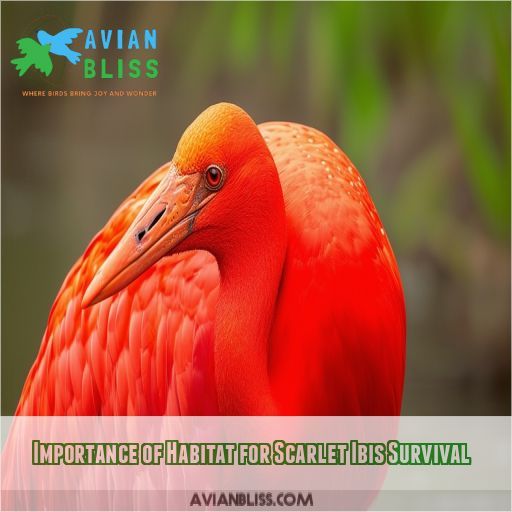 Importance of Habitat for Scarlet Ibis Survival