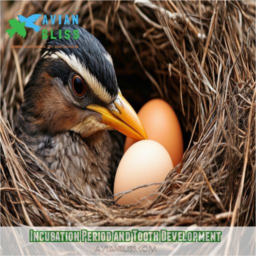Incubation Period and Tooth Development