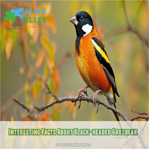 Interesting Facts About Black-headed Grosbeak