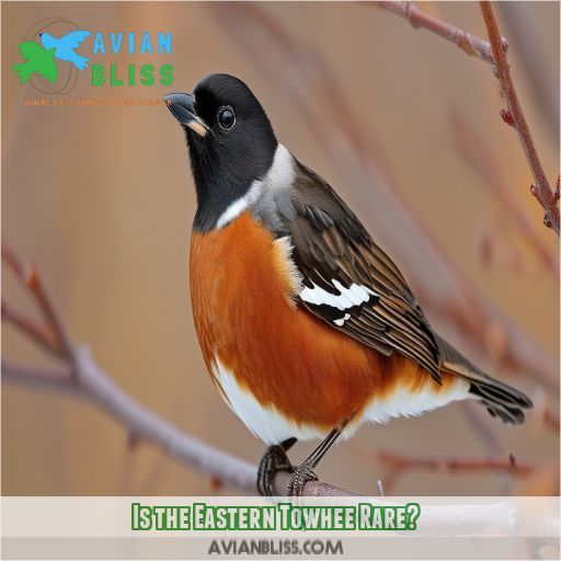 Is the Eastern Towhee Rare