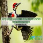 ivory billed woodpecker