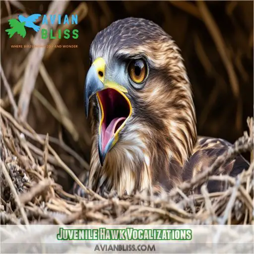 Juvenile Hawk Vocalizations