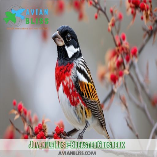 Juvenile Rose-Breasted Grosbeak