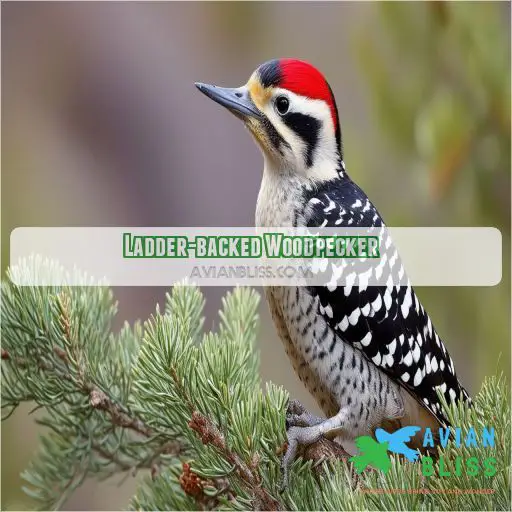 Ladder-backed Woodpecker