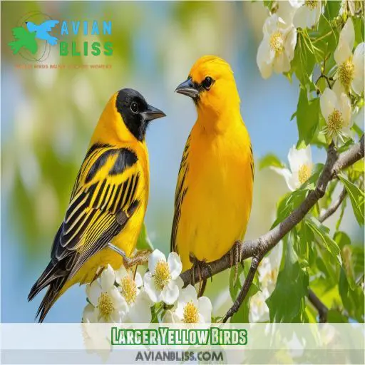 Larger Yellow Birds