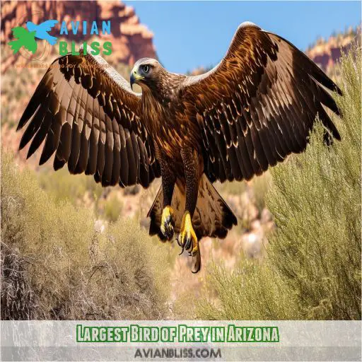 Largest Bird of Prey in Arizona