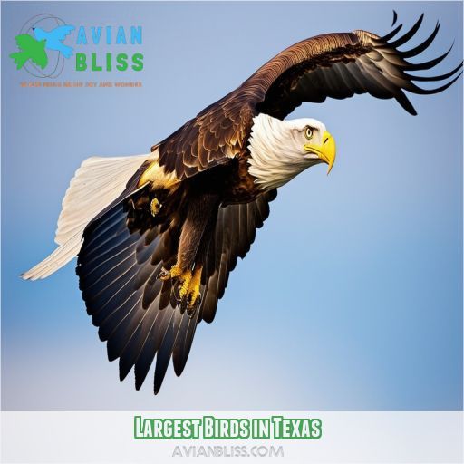 Largest Birds in Texas