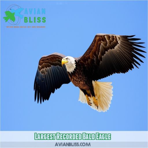 Largest Recorded Bald Eagle