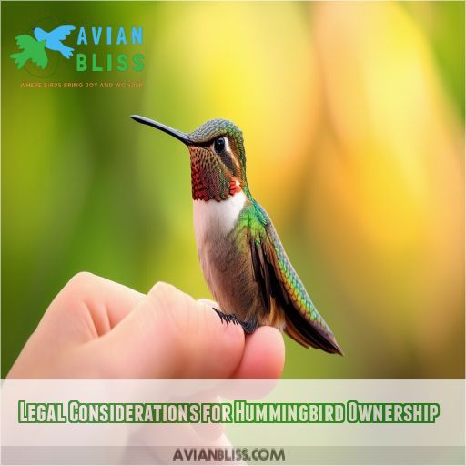 Legal Considerations for Hummingbird Ownership