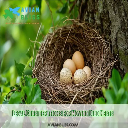 Legal Considerations for Moving Bird Nests