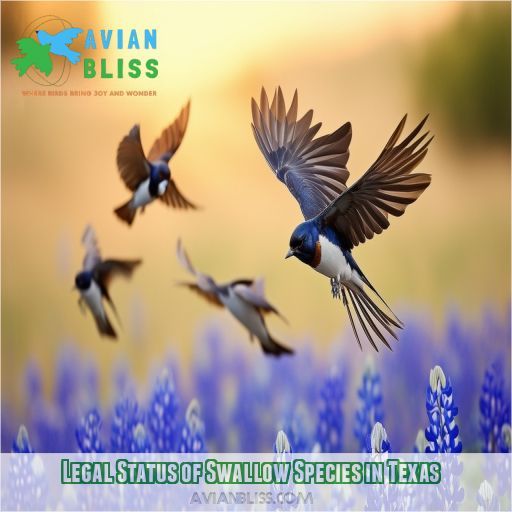 Legal Status of Swallow Species in Texas