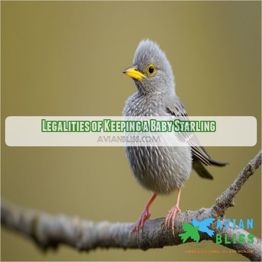 Legalities of Keeping a Baby Starling