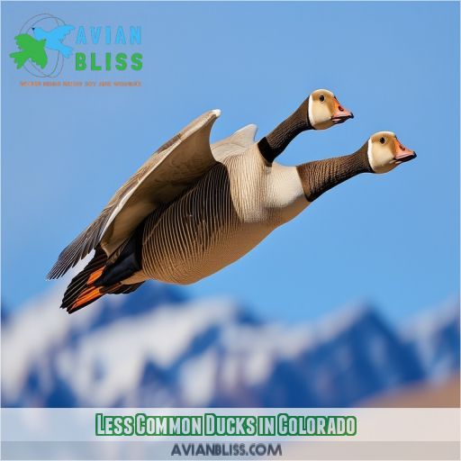 Less Common Ducks in Colorado