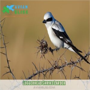 Loggerhead Shrikes: Predators, Habitat, And Their Brutal Prey Impalement