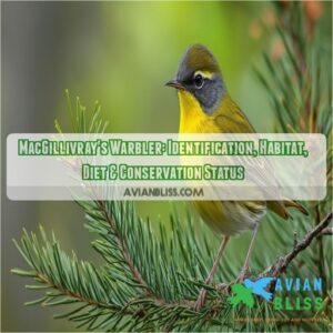 macgillivrays warbler