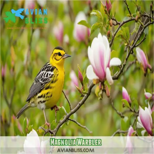 Magnolia Warbler