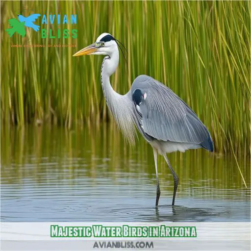 Majestic Water Birds in Arizona