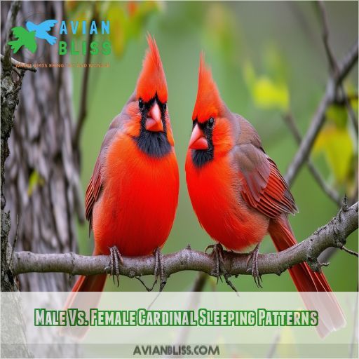 Male Vs. Female Cardinal Sleeping Patterns