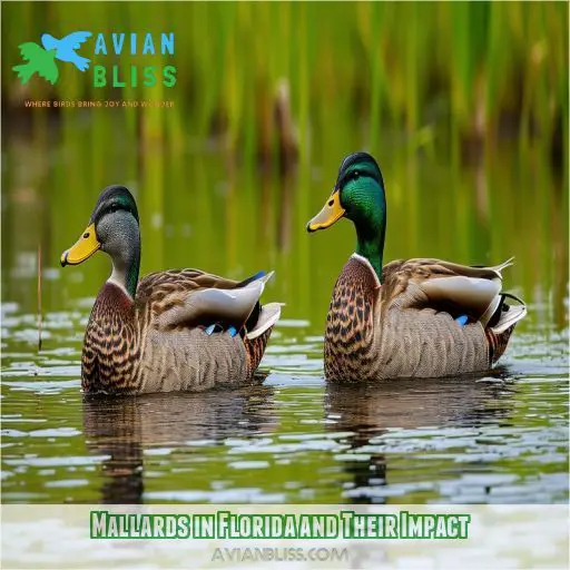 Mallards in Florida and Their Impact