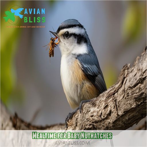 Mealtime for Baby Nuthatches