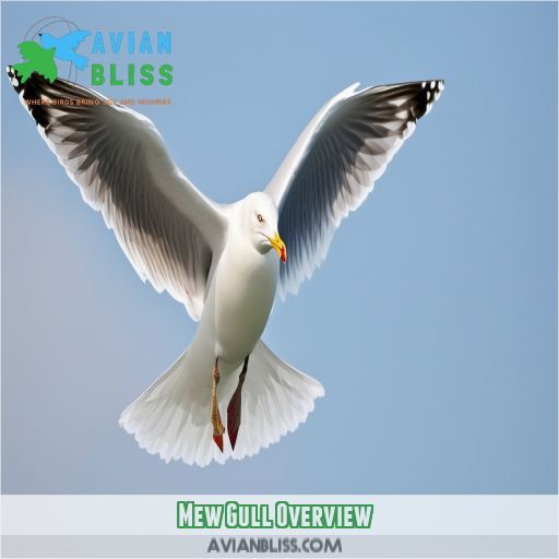 Mew Gull Overview