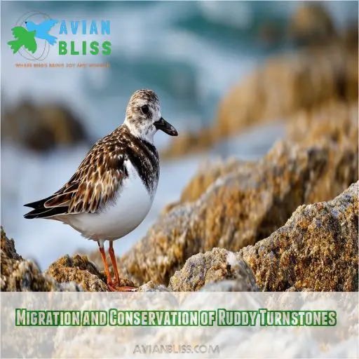 Migration and Conservation of Ruddy Turnstones