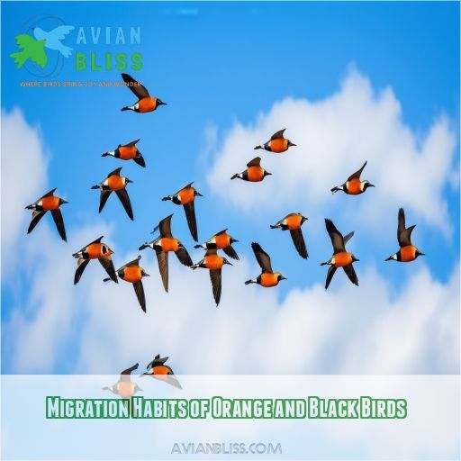 Migration Habits of Orange and Black Birds