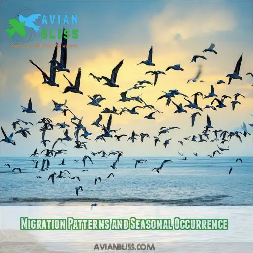 Migration Patterns and Seasonal Occurrence