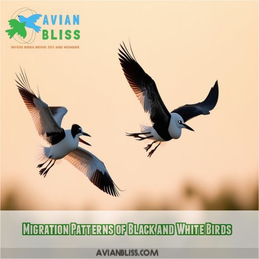 Migration Patterns of Black and White Birds