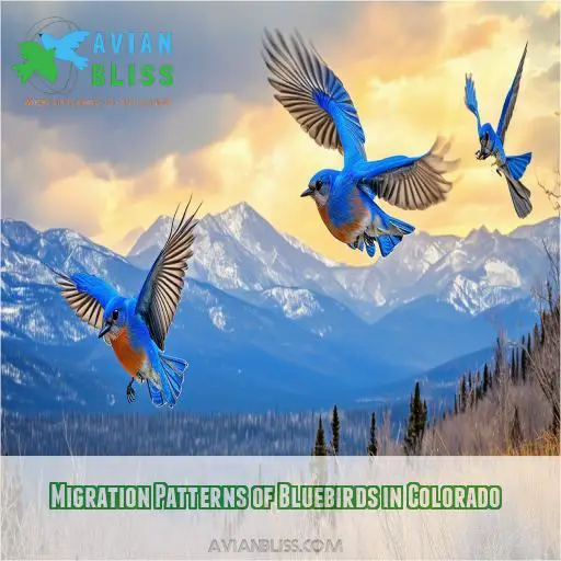 Migration Patterns of Bluebirds in Colorado