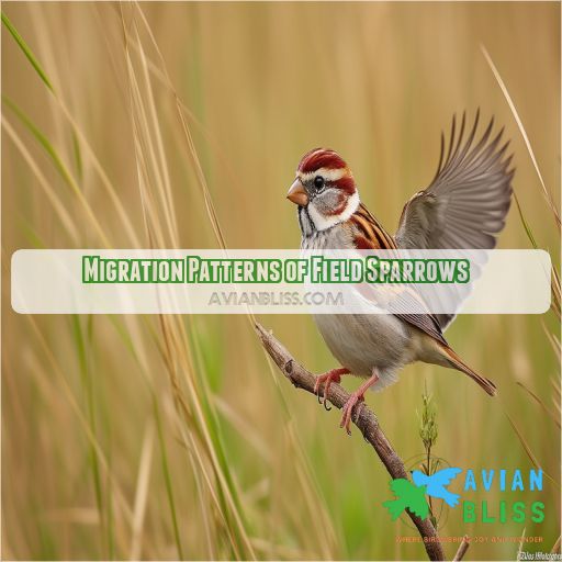 Migration Patterns of Field Sparrows
