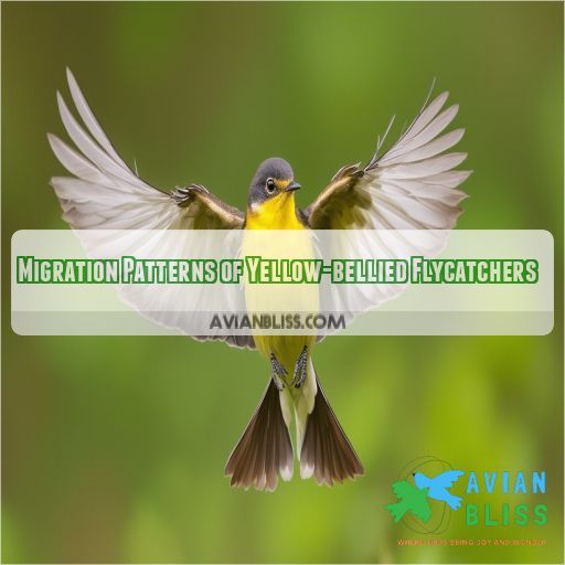 Migration Patterns of Yellow-bellied Flycatchers